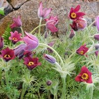 Pulsatilla rubra